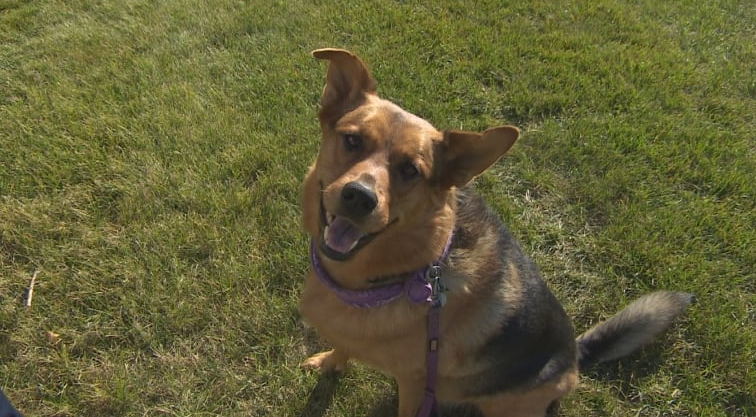 Regina woman upset after dog attacked, argues lack of ‘urgency’ from animal protection services