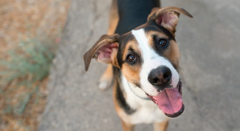 Dog bites on P.E.I. climb as more people stay home