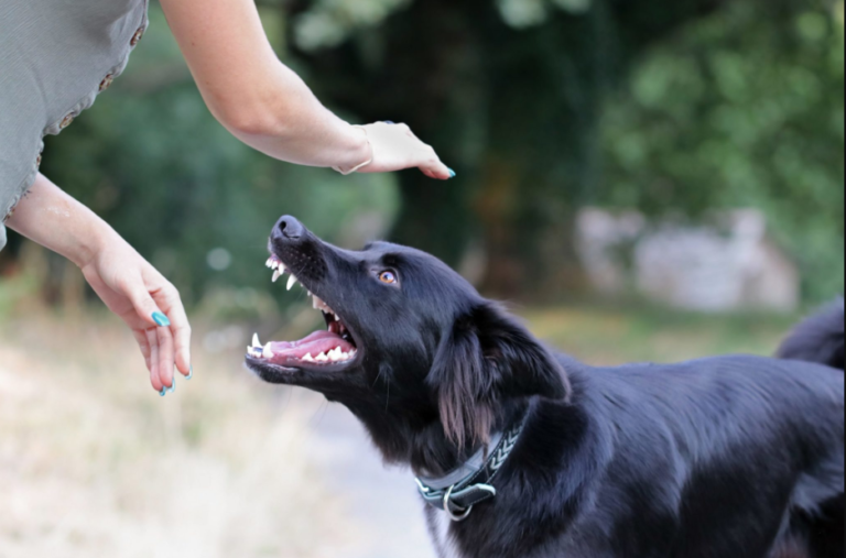 Dog Bite Lawyer in Toronto: Understanding Your Legal Rights