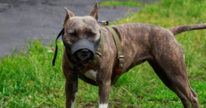 Dogs killed 62 Americans & three Canadians in 2022; pit bulls killed 41